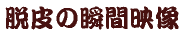 脱皮の瞬間映像